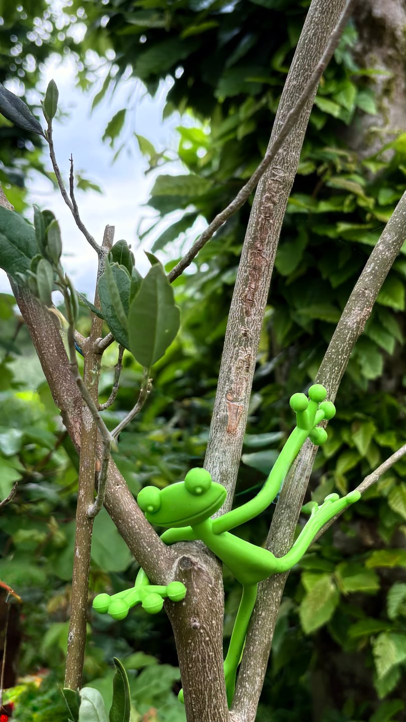 Customer photo review of Mamie Frog®