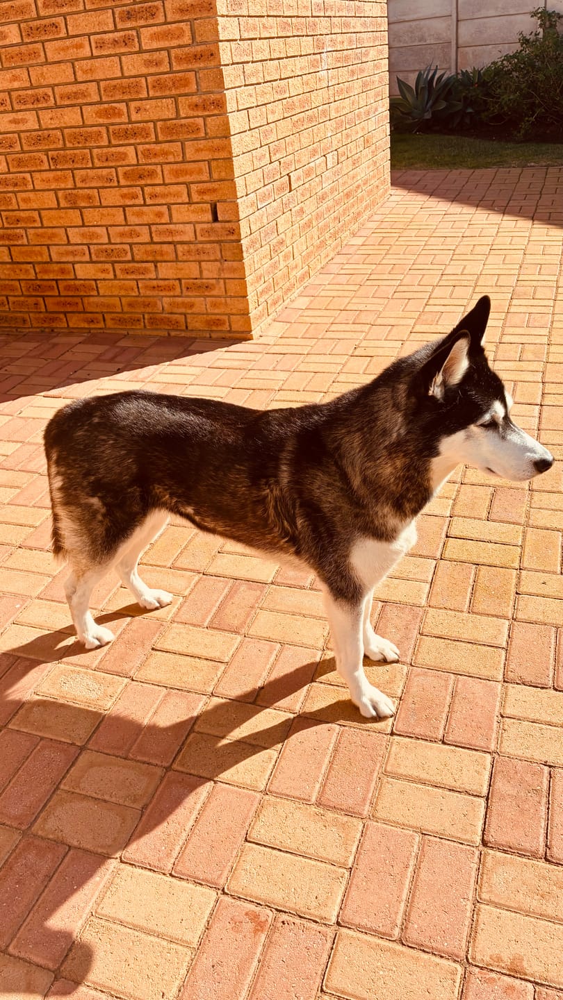 Customer photo review of Doggymin (Skin & Immunity Support For Dogs)