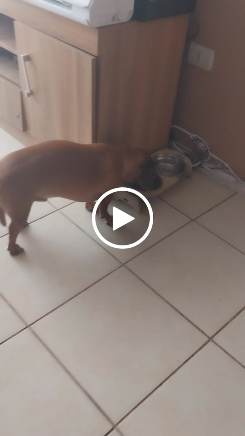 Customer video review of PetFamily Foods Razas Pequeñas
