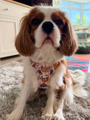 Customer photo review of Paddington™ Tough Trails™ Harness - Peckish Paddington