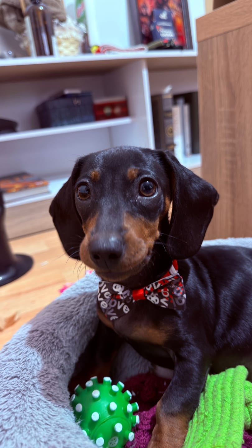 Customer photo review of PetFamily Foods Cachorros