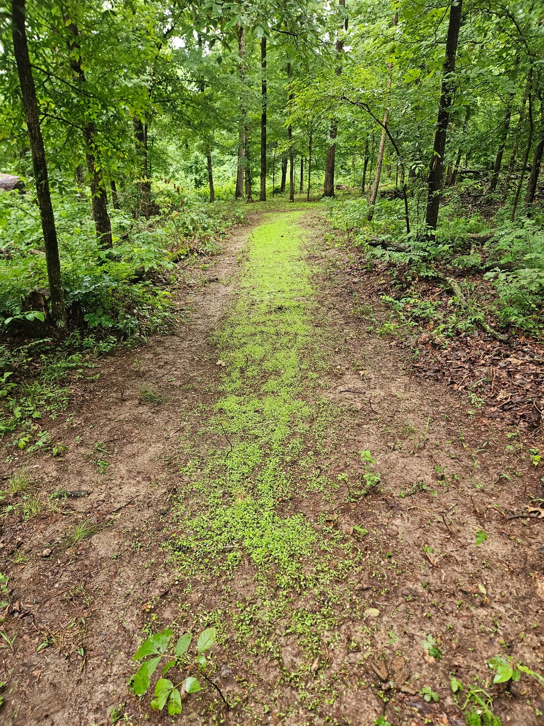 Customer photo review of Hot Chic™ Food Plot Seed