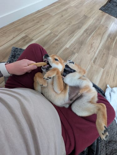 Customer's puppy playfully lying on its back while chewing a Long-Lasting Yak Chew in a person's lap.