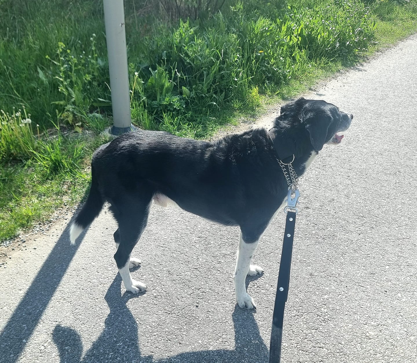 Customer photo review of Guard Leash Svart - Väktarkoppel med extra handtag