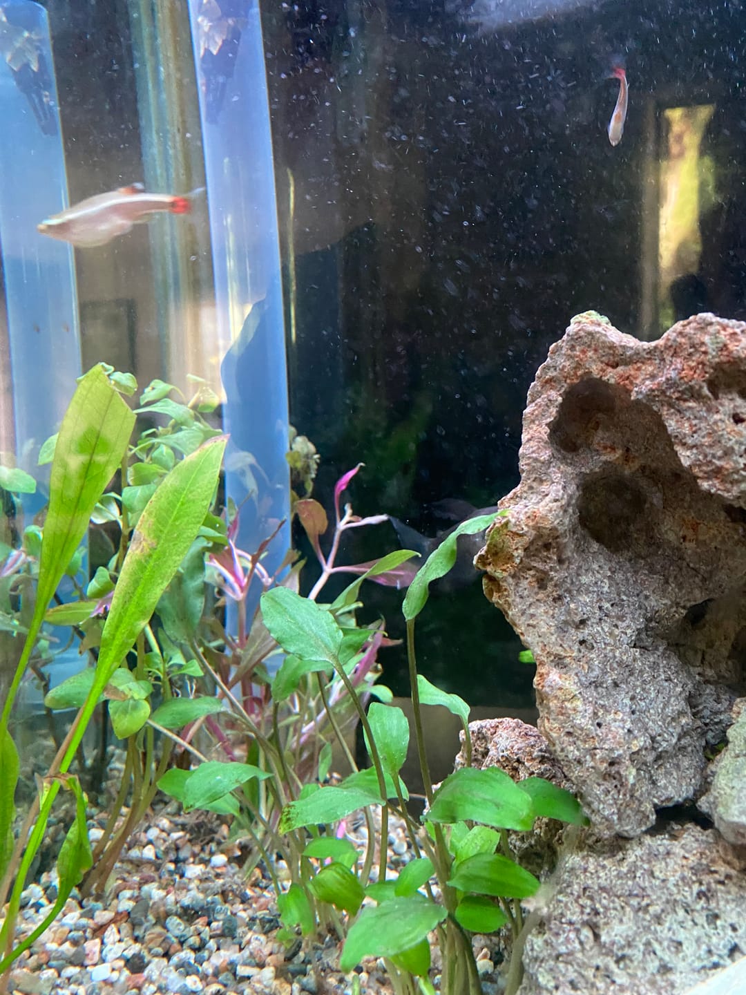 Customer photo review of Scarlet Temple  (Alternanthera reineckii)