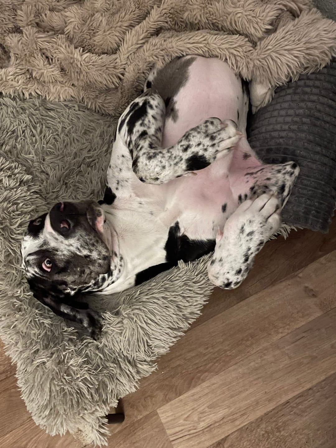 Customer photo review of Zpray für Hunde und Menschen gegen Zecken, Flöhe, Milben & Mücken