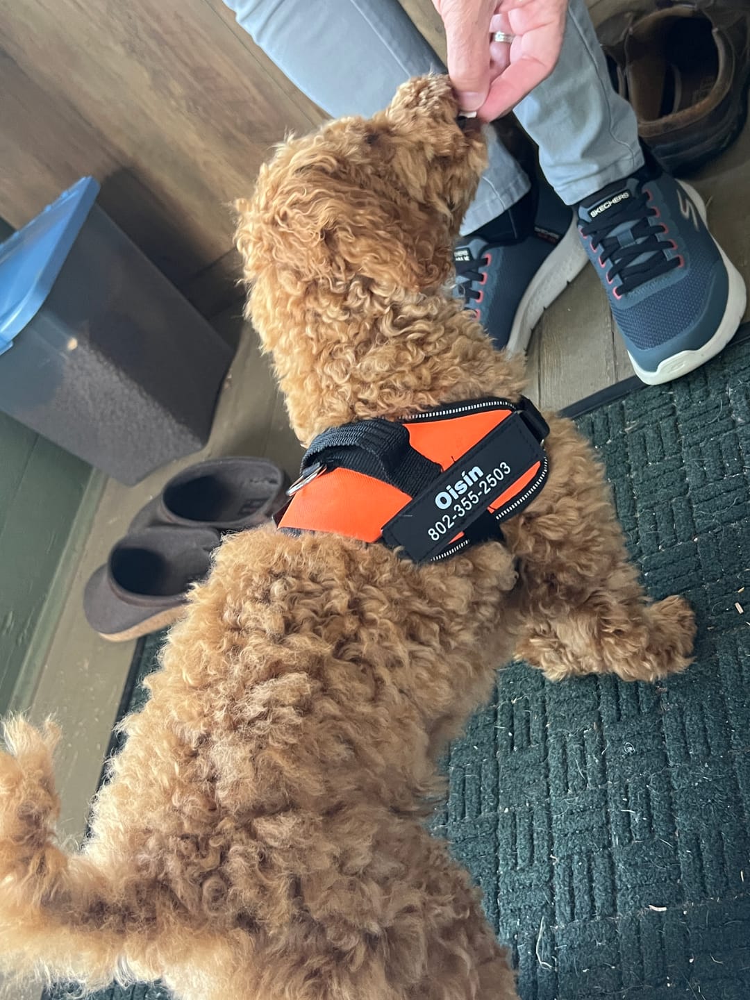 Customer photo review of Dogshood ™