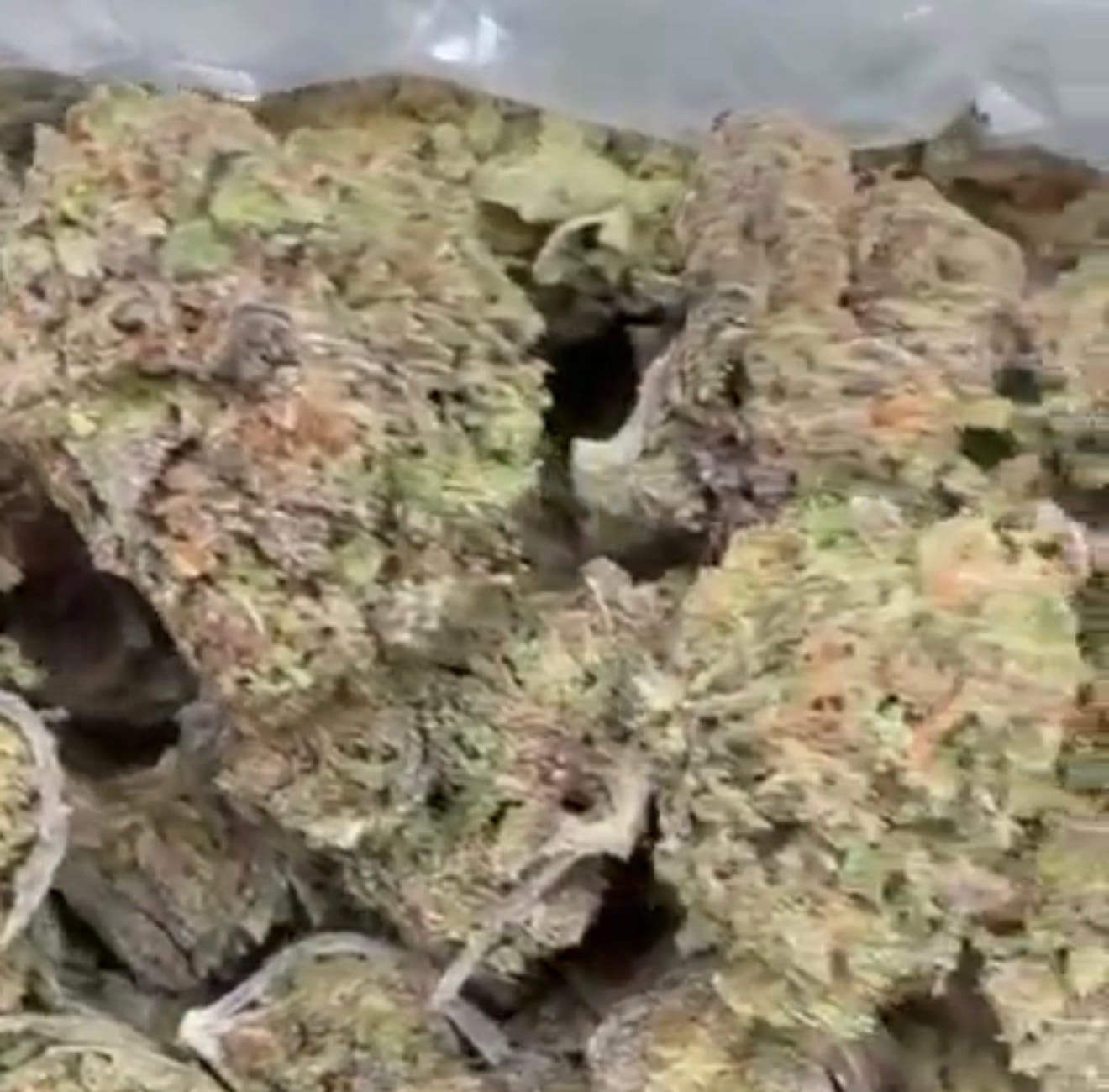 Customer photo review of Caramel Apple - Bulk - Hybrid