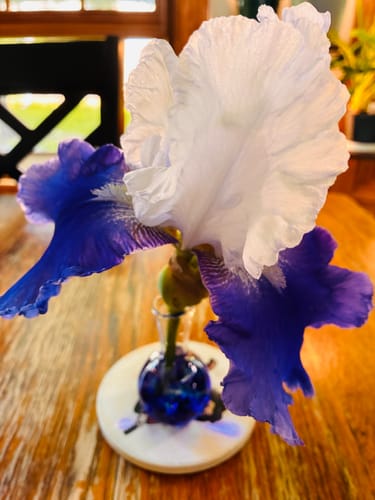 Customer photo review of Little Emotional Support Vases