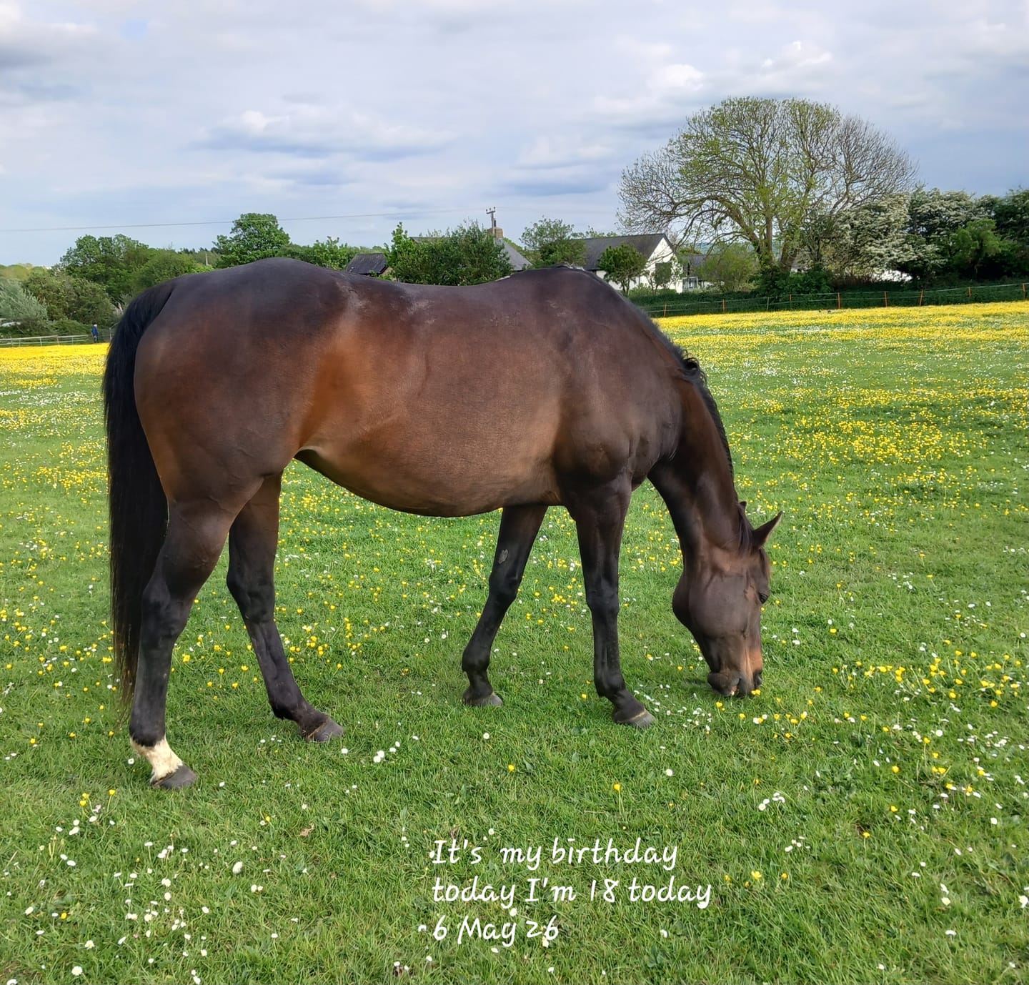 Customer photo review of Horse Skin Rescue Bundle