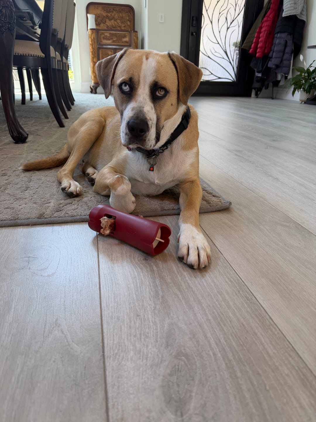 Customer photo review of 12 Inch Monster Bully Stick