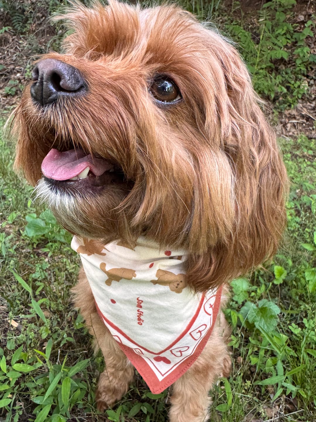Customer photo review of Bandana Bundle