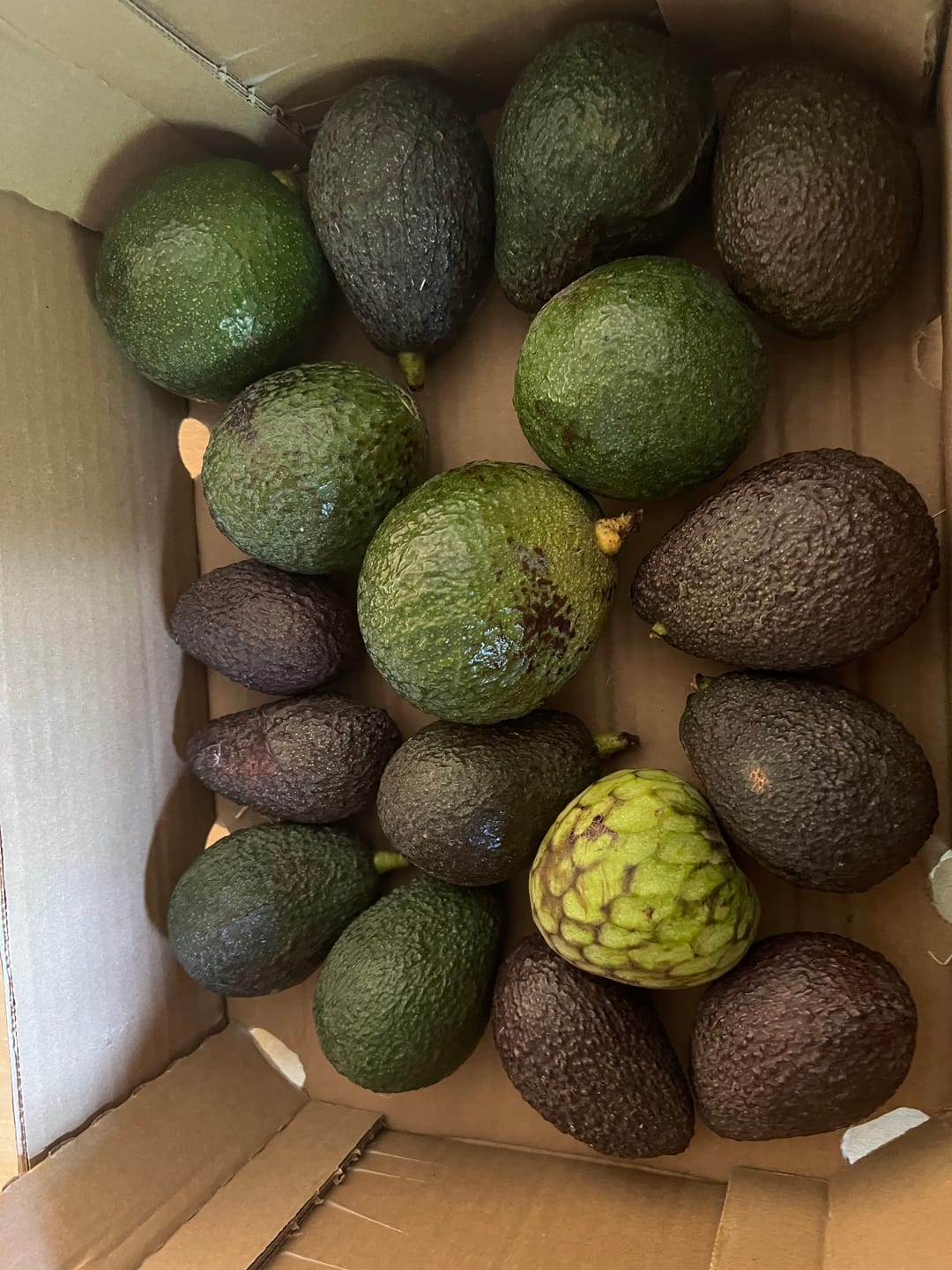 Customer photo review of Avocado Retterbox "Späternte" von Juan 3kg