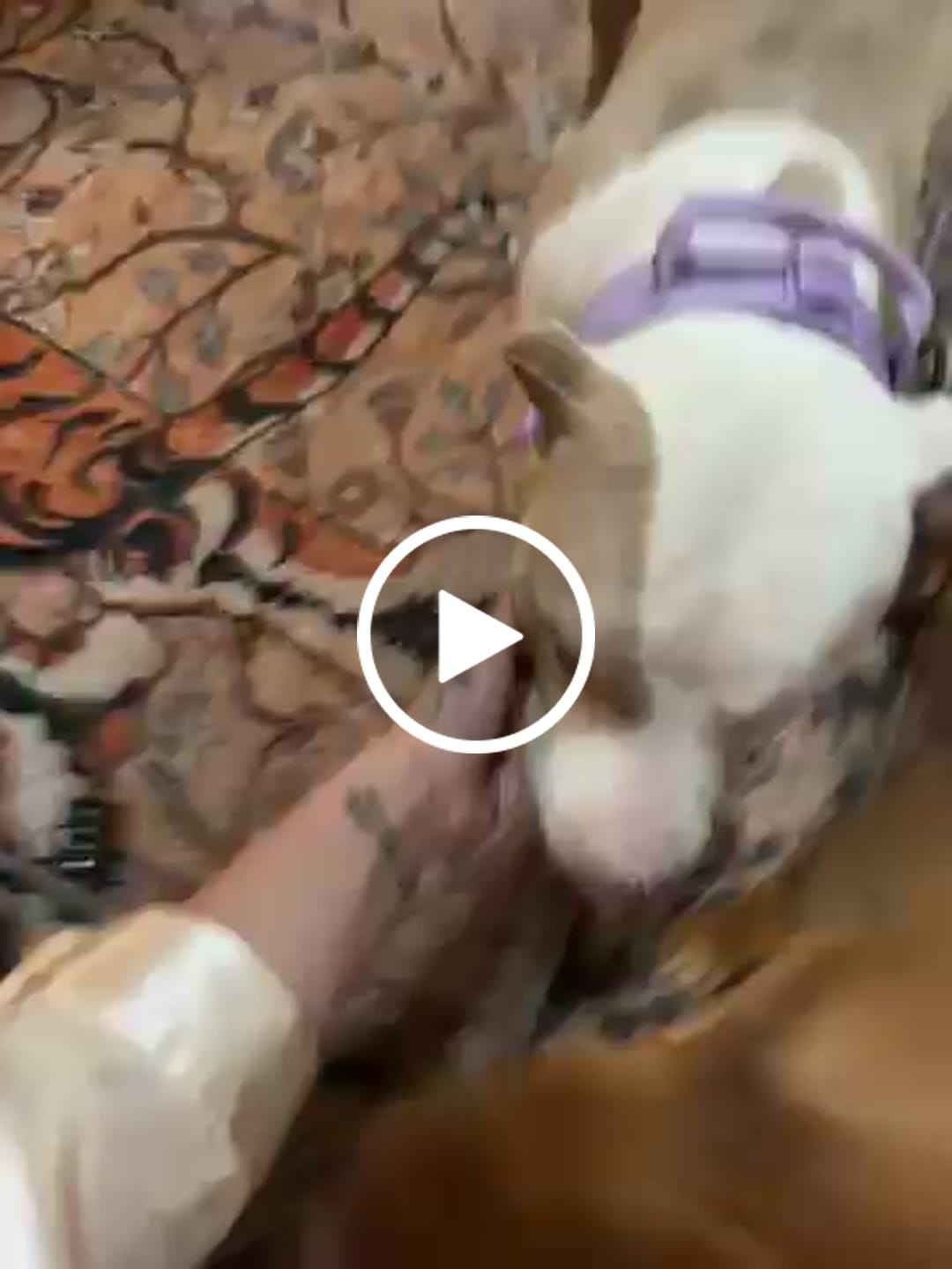 Customer video review of Metal-Buckle Tactical K9 Dog Collar With Hook & Loop Panel & Top Handle