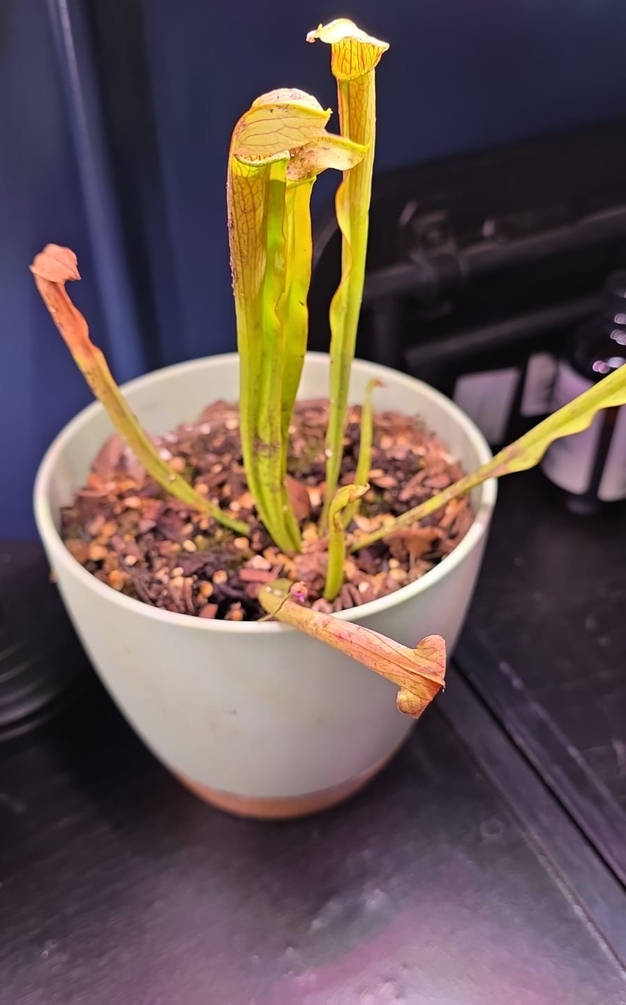 Customer photo review of Houseplant Pest Spray