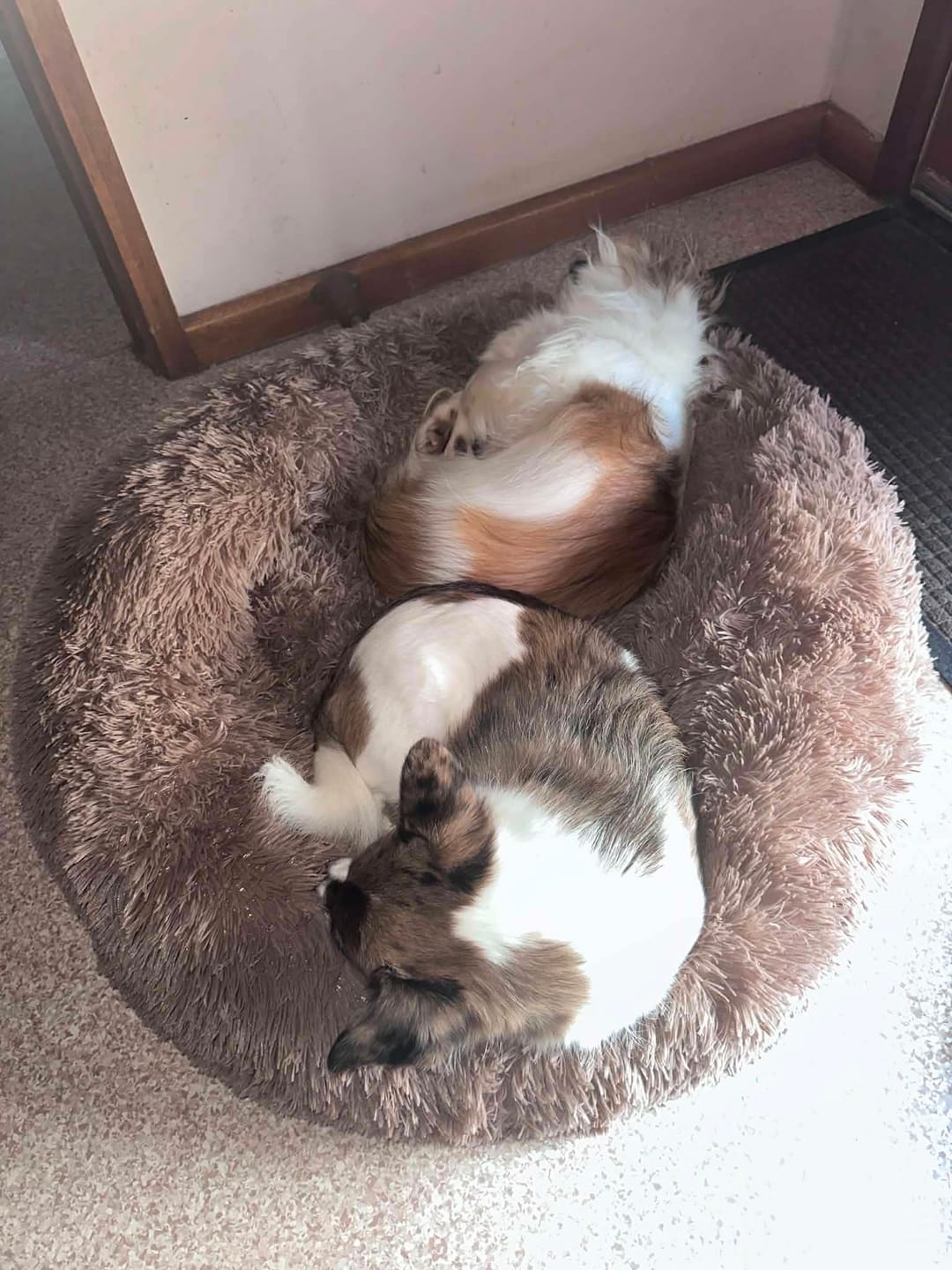 Customer photo review of Calming Pet Bed Machine Washable