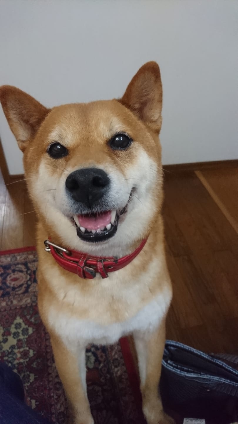 Customer photo review of 本物そっくり♪ペットクッション