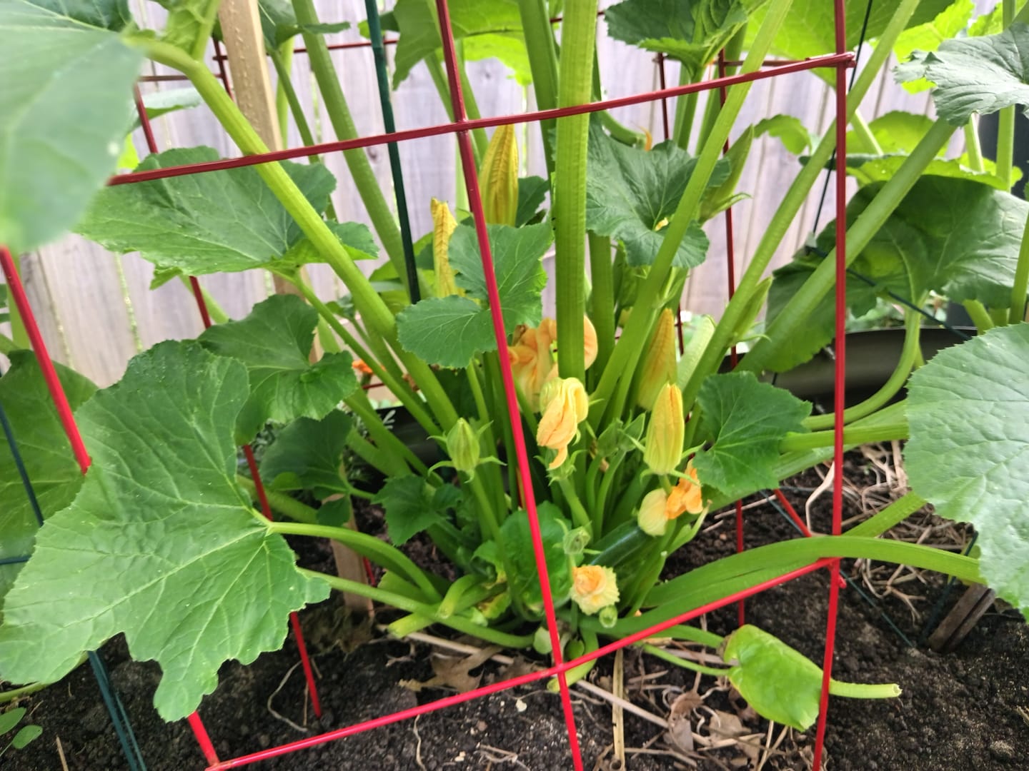 Customer photo review of Bloom Juice Award-Winning Formula