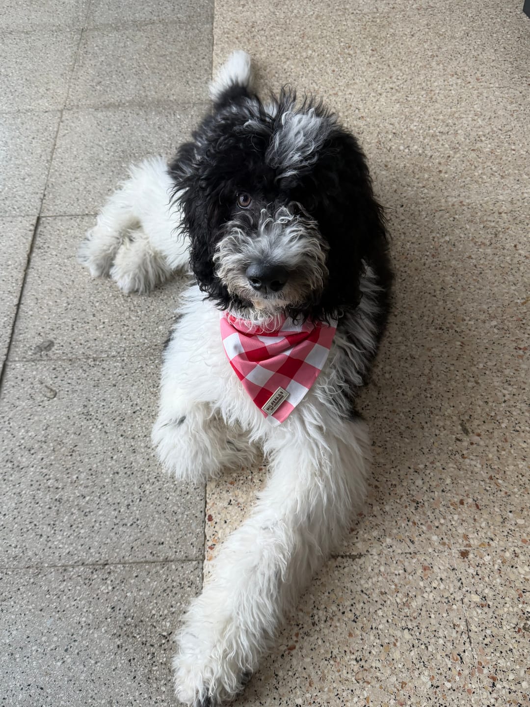Customer photo review of Gingham Red Bandana