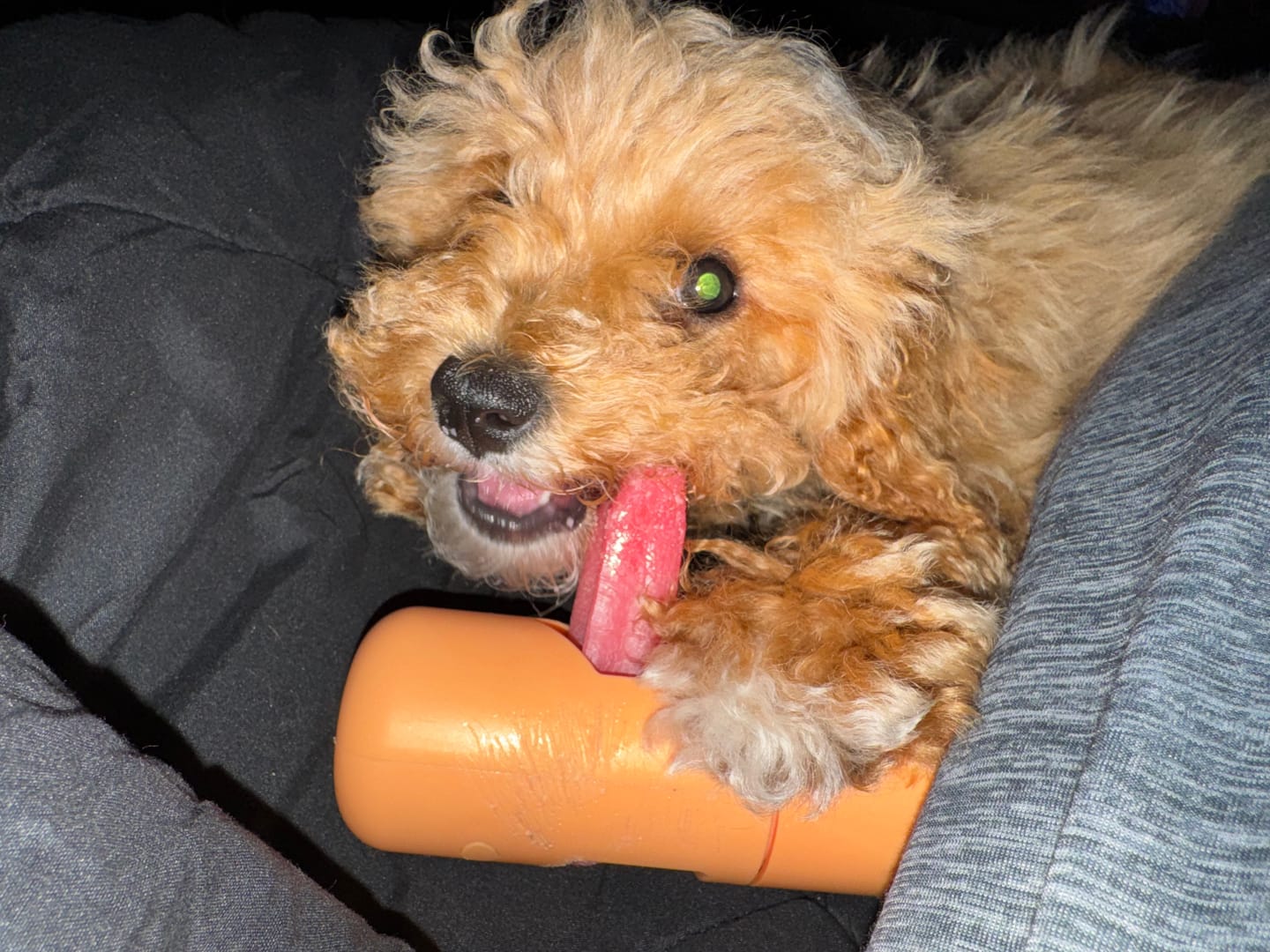 Customer photo review of Long-Lasting Yak Chews — 6 Flavor Pack
