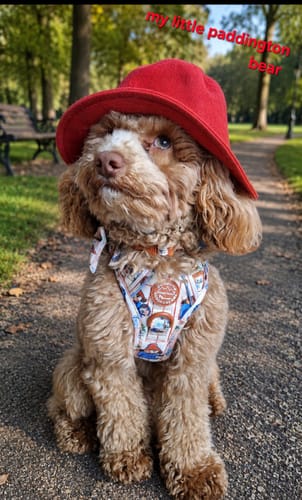Customer photo review of Paddington™ Tough Trails™ Harness - Peckish Paddington