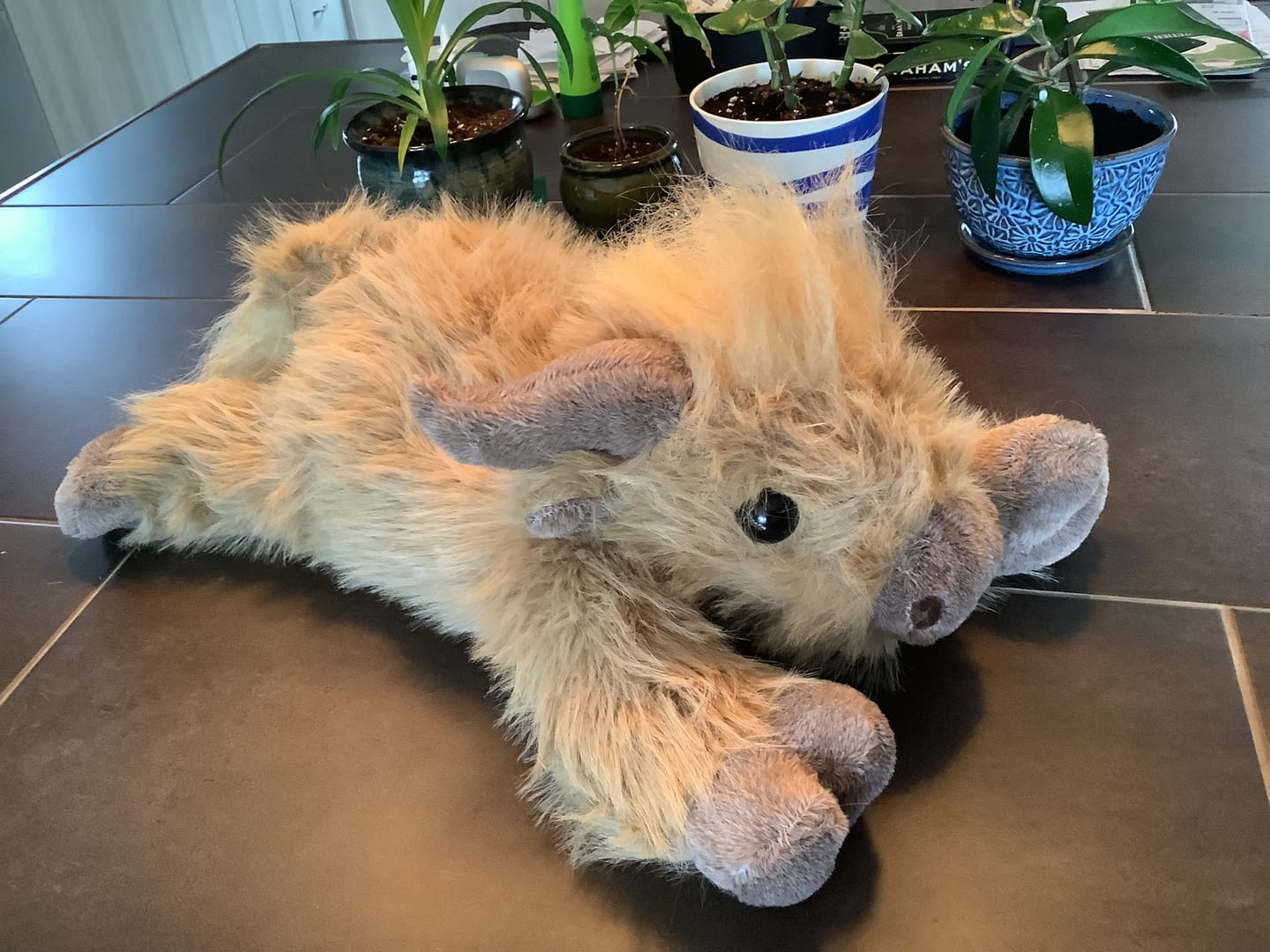 Customer photo review of Highland Cow Weighted Heated Plush