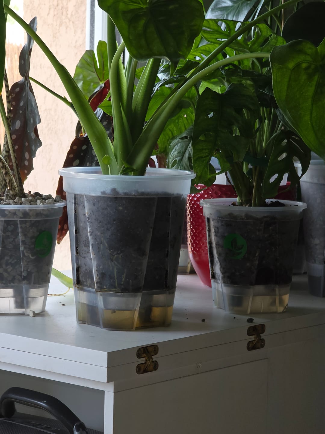 Customer photo review of Square Clear Plant Pots