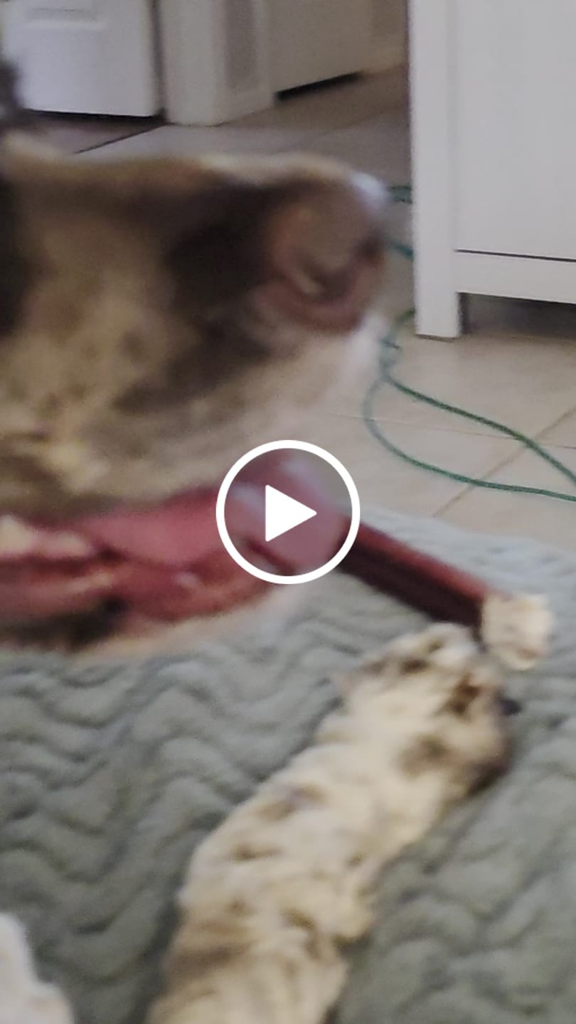 Customer video review of Hickory Smoked Bully Sticks