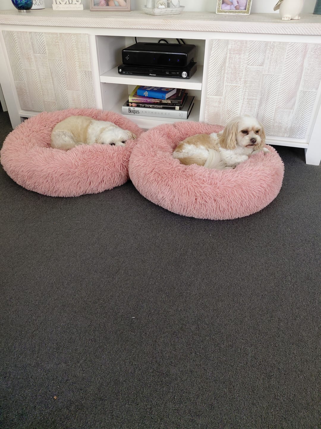 Customer photo review of Calming Pet Bed Machine Washable
