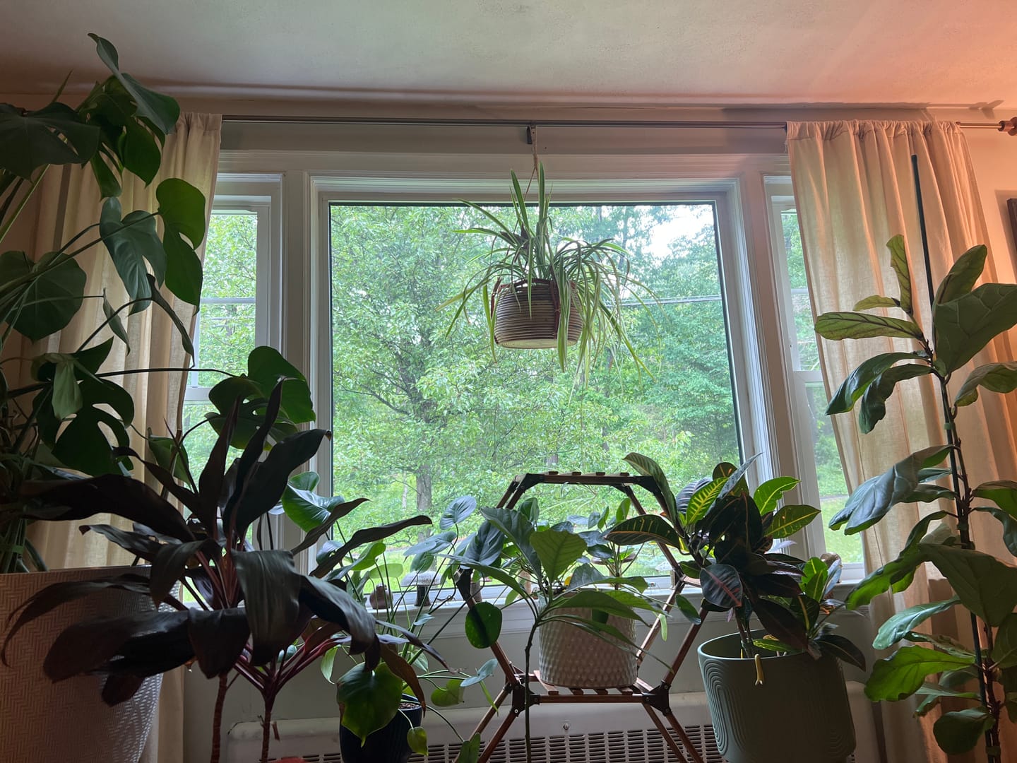 Customer photo review of Fungus Gnat Death Drops