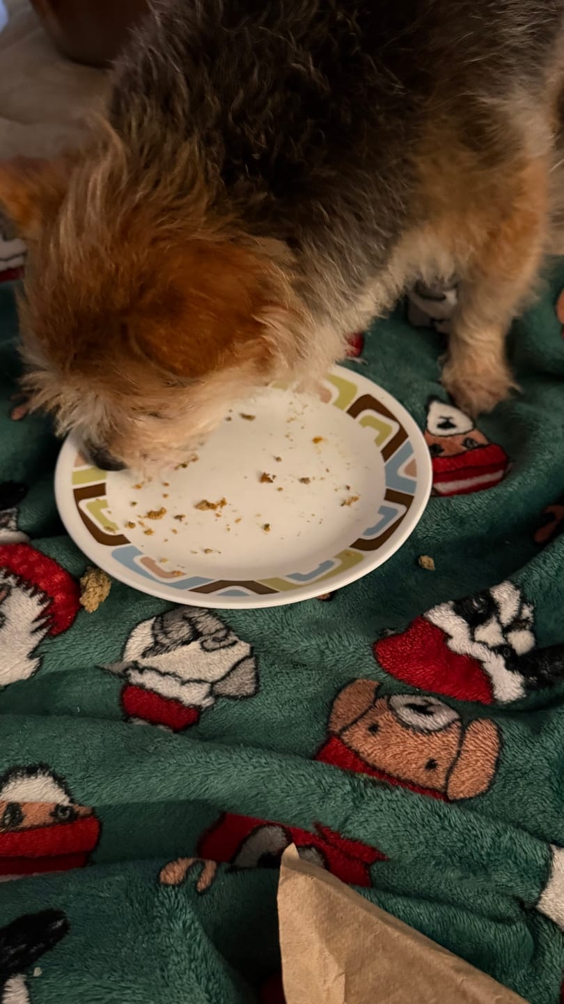 Customer photo review of Chicken Recipe for Dogs - 16oz
