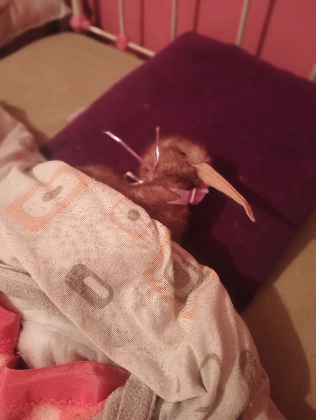 Customer photo review of Realistic Kiwi Bird Plush Toy – Soft and Adorable Stuffed Animal