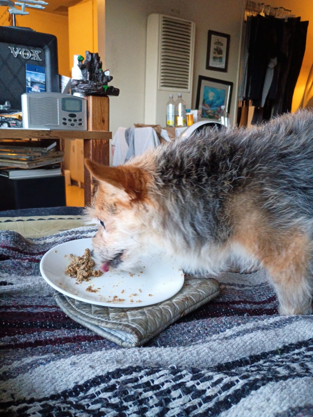 Customer photo review of Beef Recipe for Dogs - 16oz