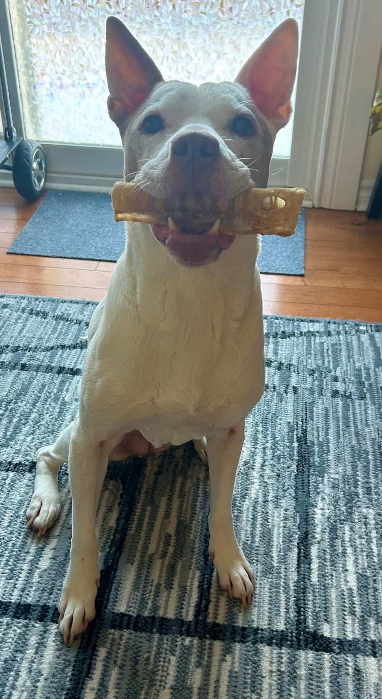 Customer photo review of 6 Inch Beef Trachea