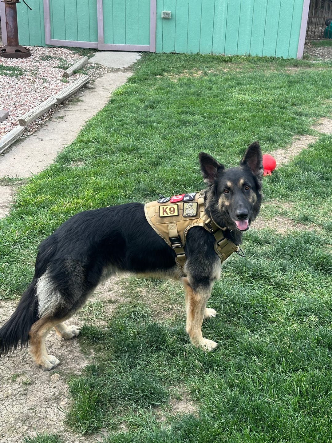 Customer photo review of NEW Upgraded Tactical No-Pull Team K9™ Dog Harness with 4 Quick-Release Metal Buckles, Reinforced Front & Back V-Rings, Hook & Loop Panels, Adjustable Straps, Reflective Strips, & Top Handle