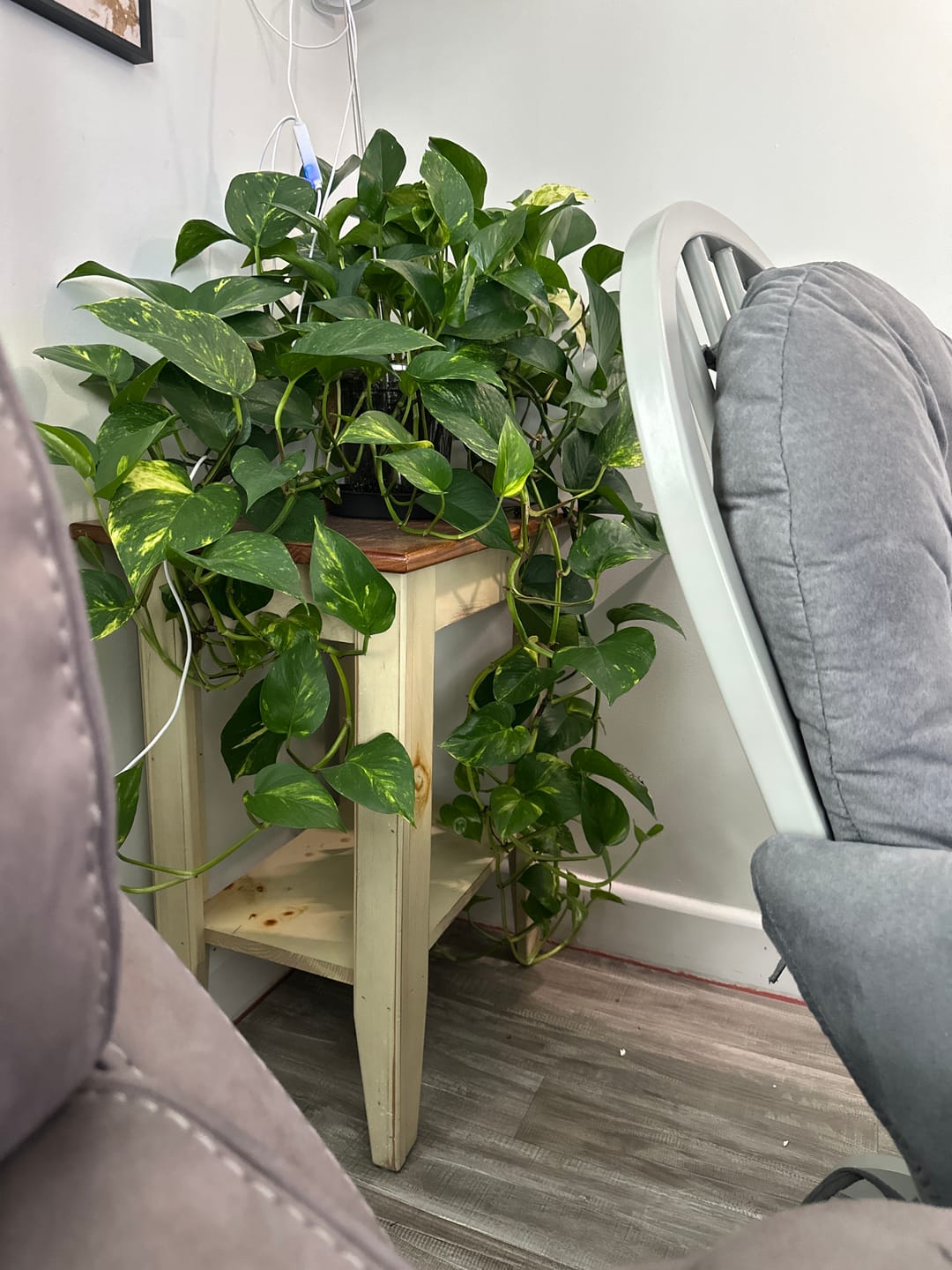 Customer photo review of Plant Food