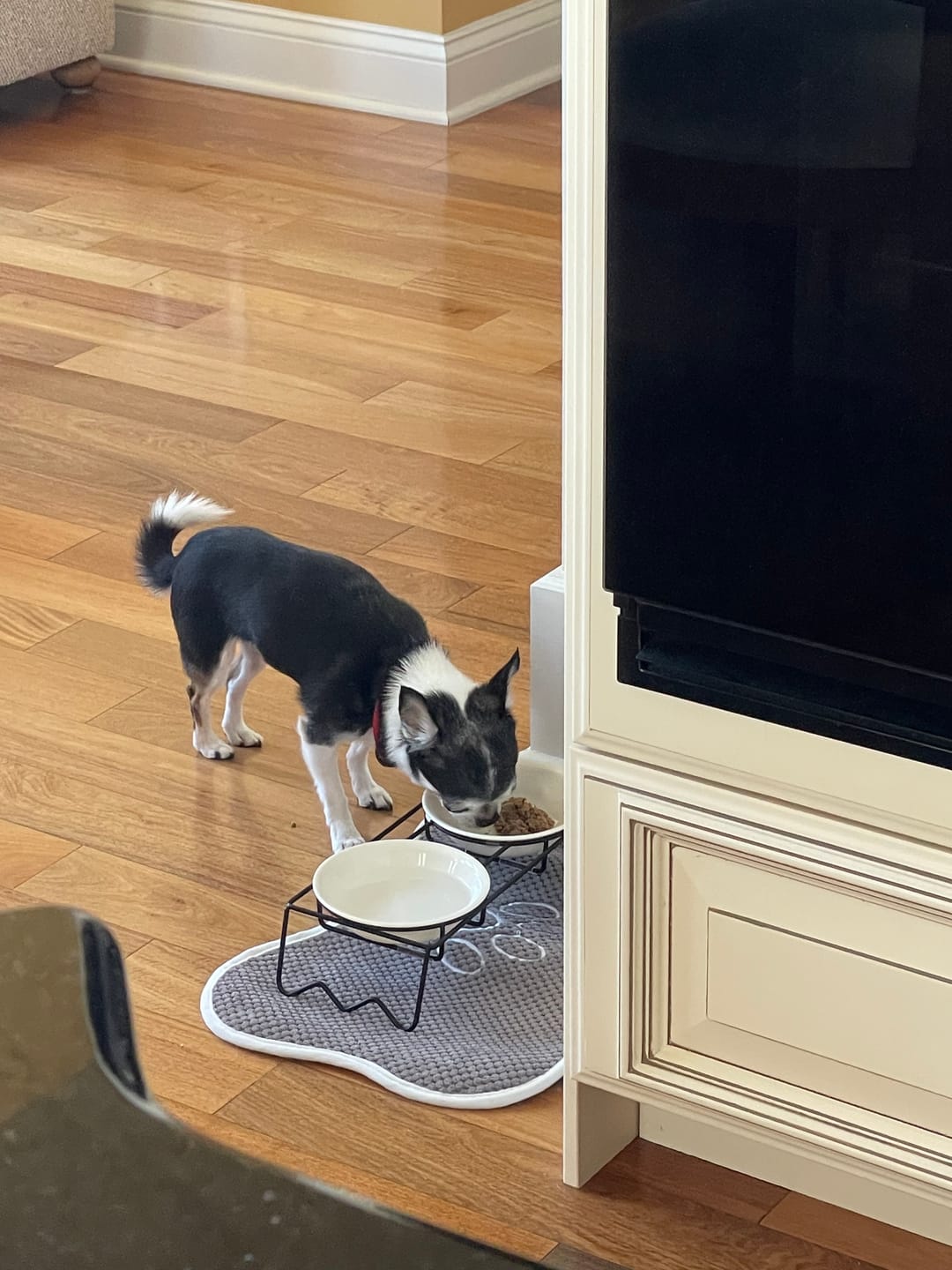 Customer photo review of Beef Recipe for Dogs - 16oz