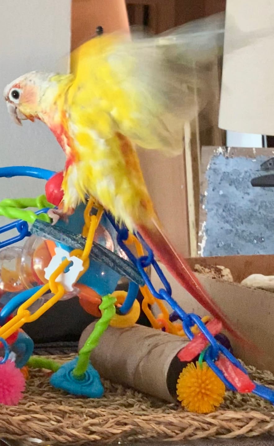 Customer photo review of Bird Bites Freeze Dried Chop - Choose Your Flavor!