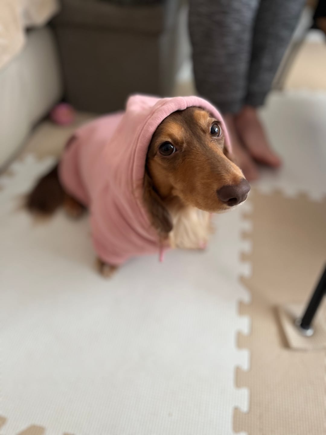 Customer photo review of Essential Dog Hoodies