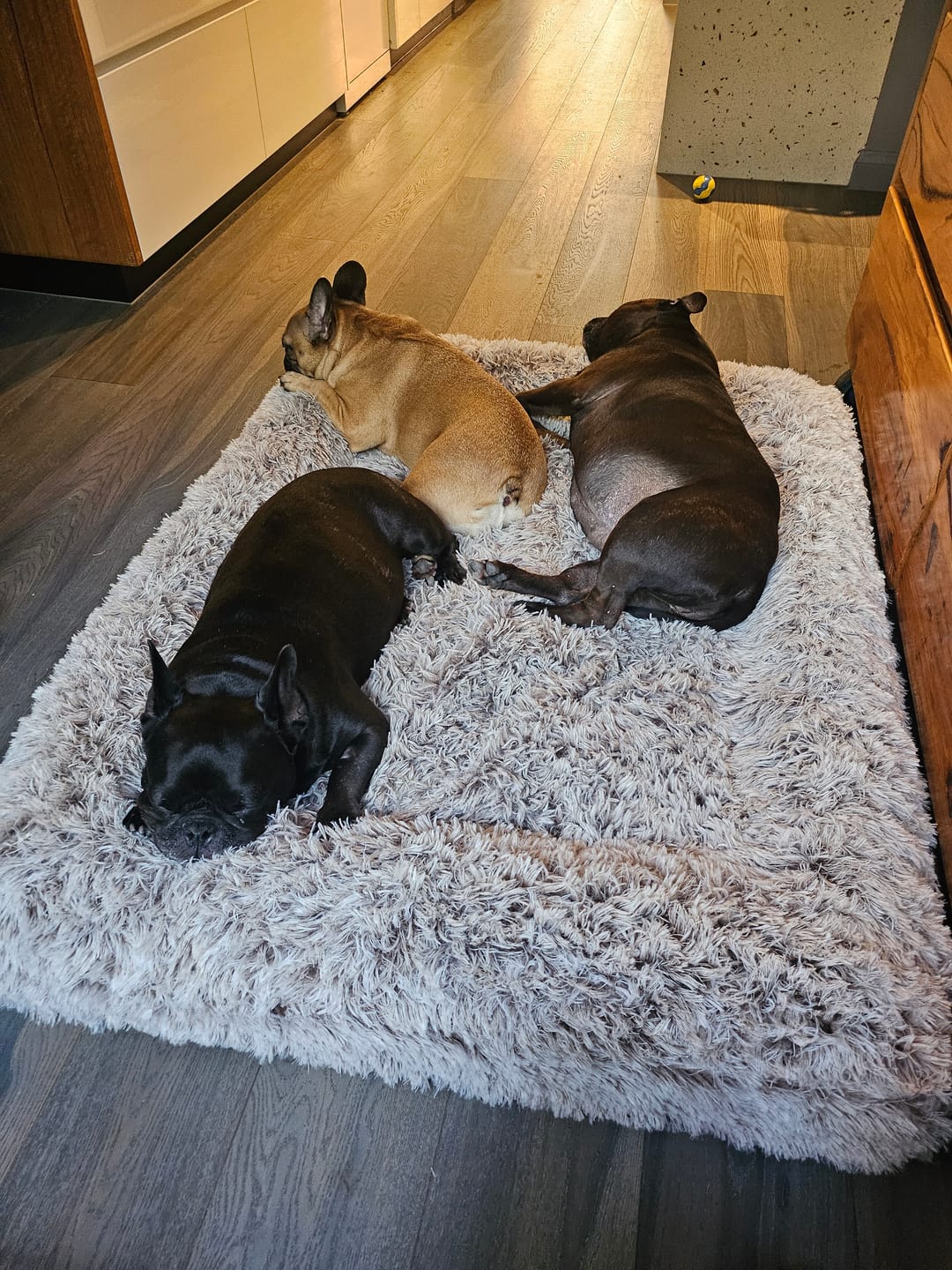 Customer photo review of Kangaroo Pouch Hooded Dog Bed Cover
