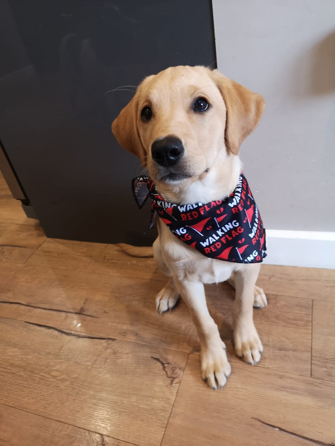 Customer photo review of Walking red flag bandana
