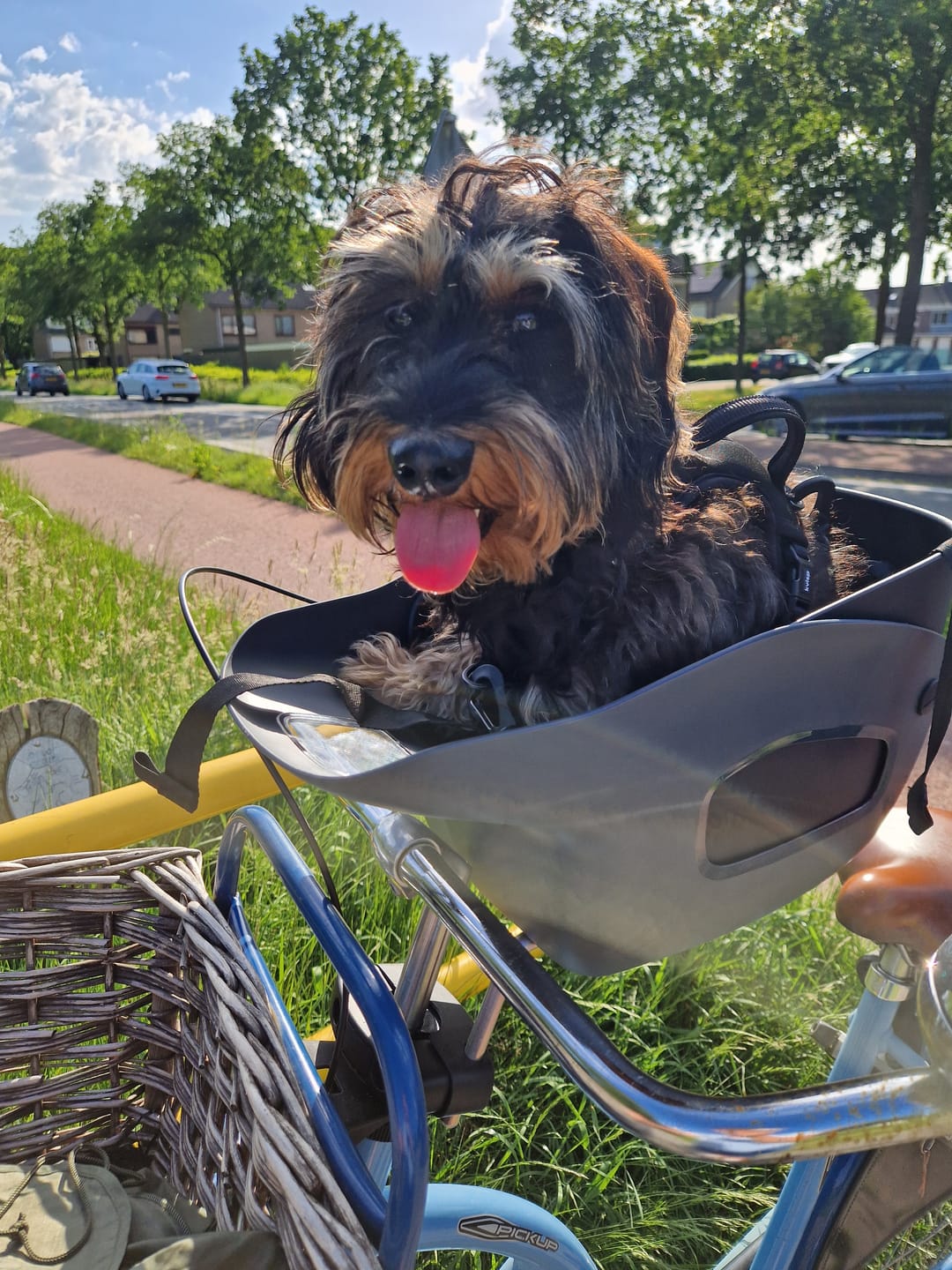 Customer photo review of Kvisp Dog Bike Carrier