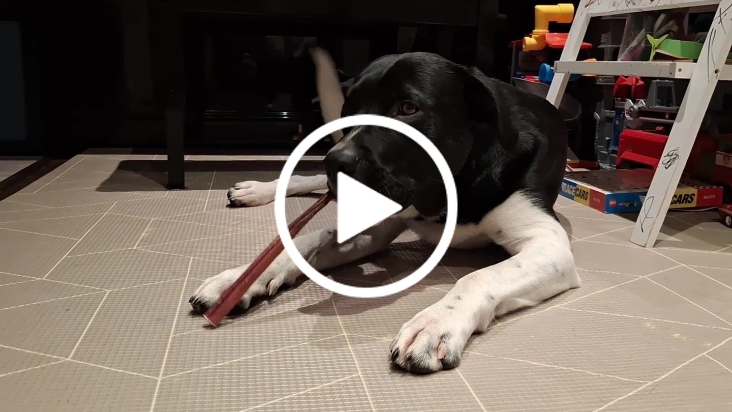 Customer video review of 12 Inch Thick Bully Stick