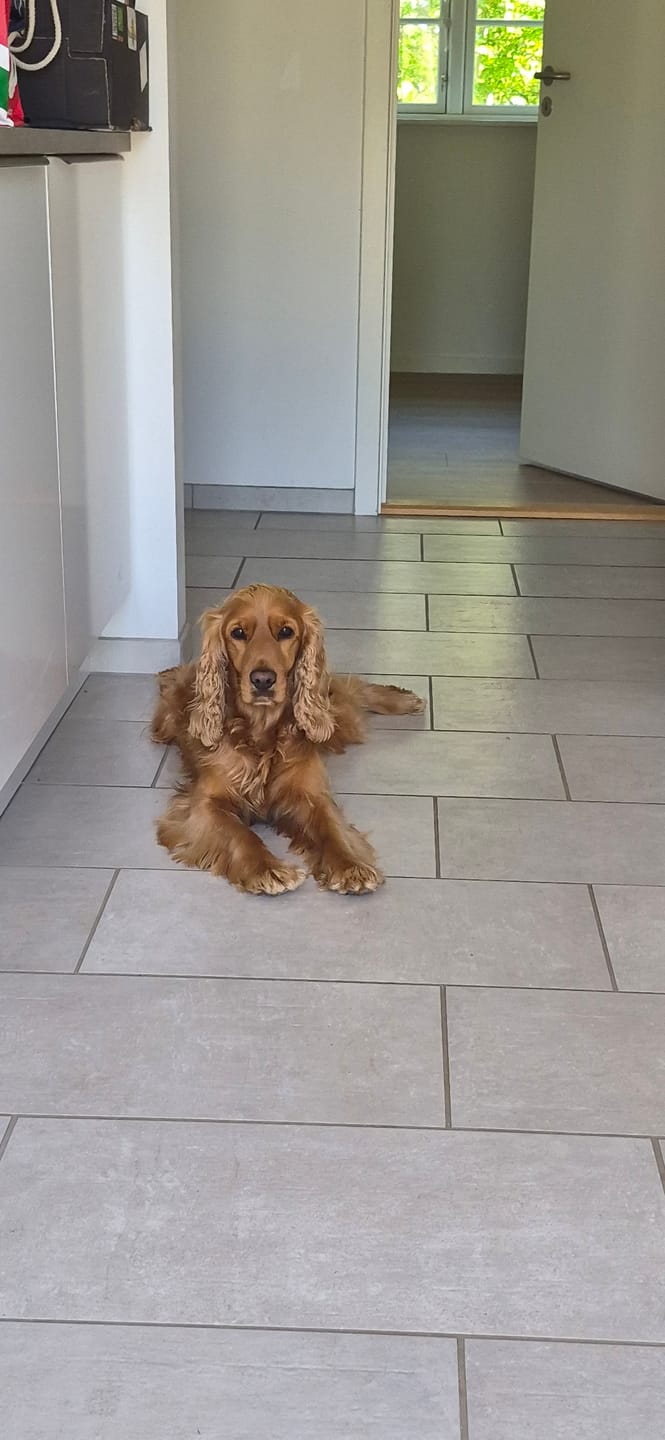Customer photo review of Pflanzenbasierter Zeckenschutz für Hunde im starken Duo