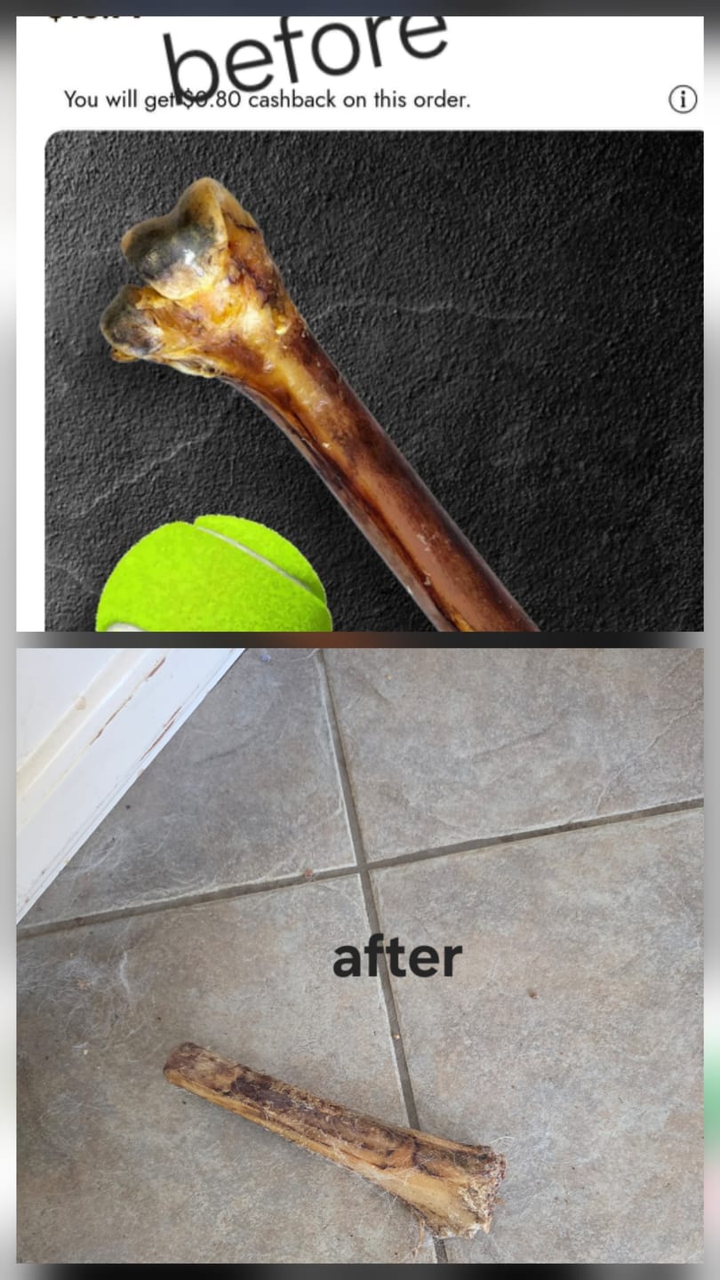 Customer photo review of Medium Ostrich Cane (10" x 3"): The Long-Lasting, Flavor-Packed Chew for Medium & Large Dogs