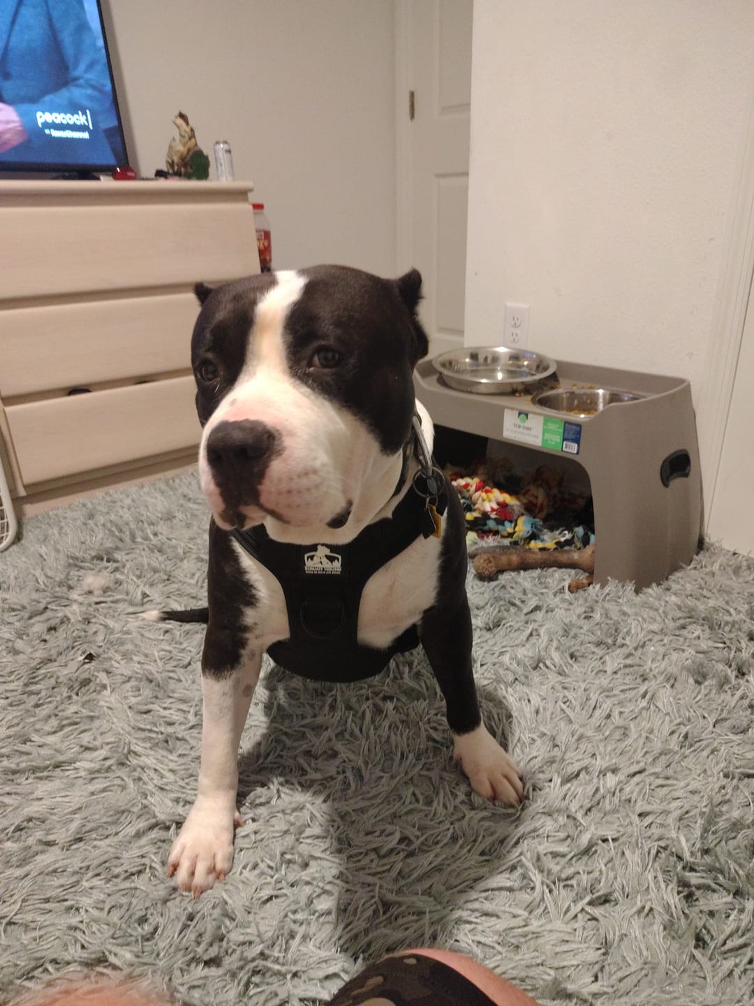 Customer photo review of No Pull Bully Proof Harness
