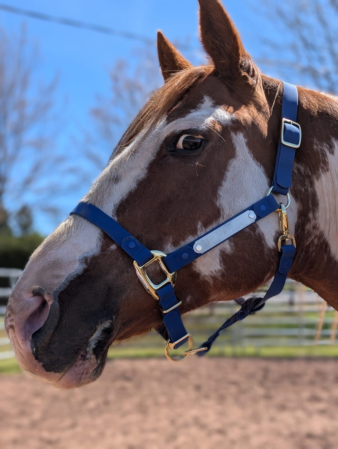 Customer photo review of Mystery Halter - Preorder