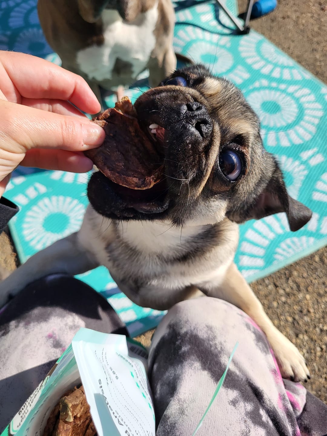 Customer photo review of Beef Lung Wafers