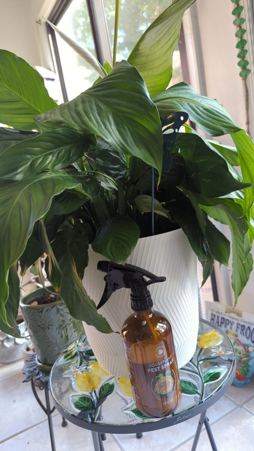Customer photo review of Houseplant Pest Spray