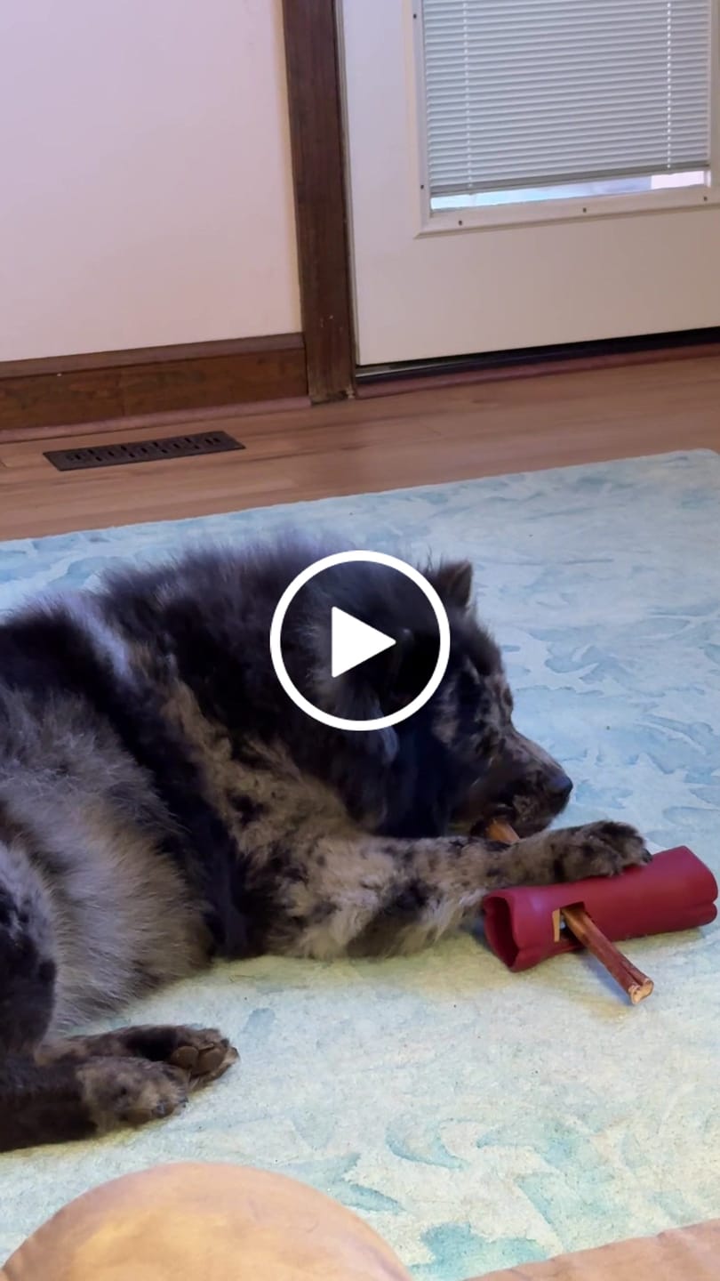 Customer video review of 6 Inch Thick Bully Stick